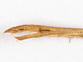 Stenoptilia annadactyla